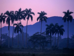 Cuban Palm Trees